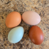 20250404_094003.webp Eggs