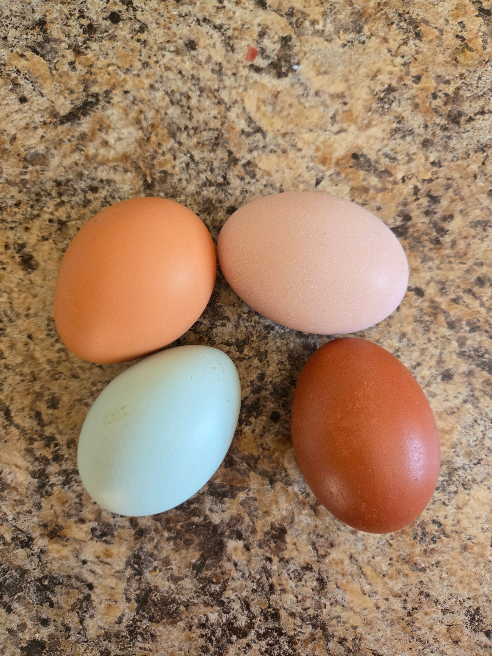 20250404_094003.webp Eggs