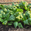 20250618_194823.webp Spinach