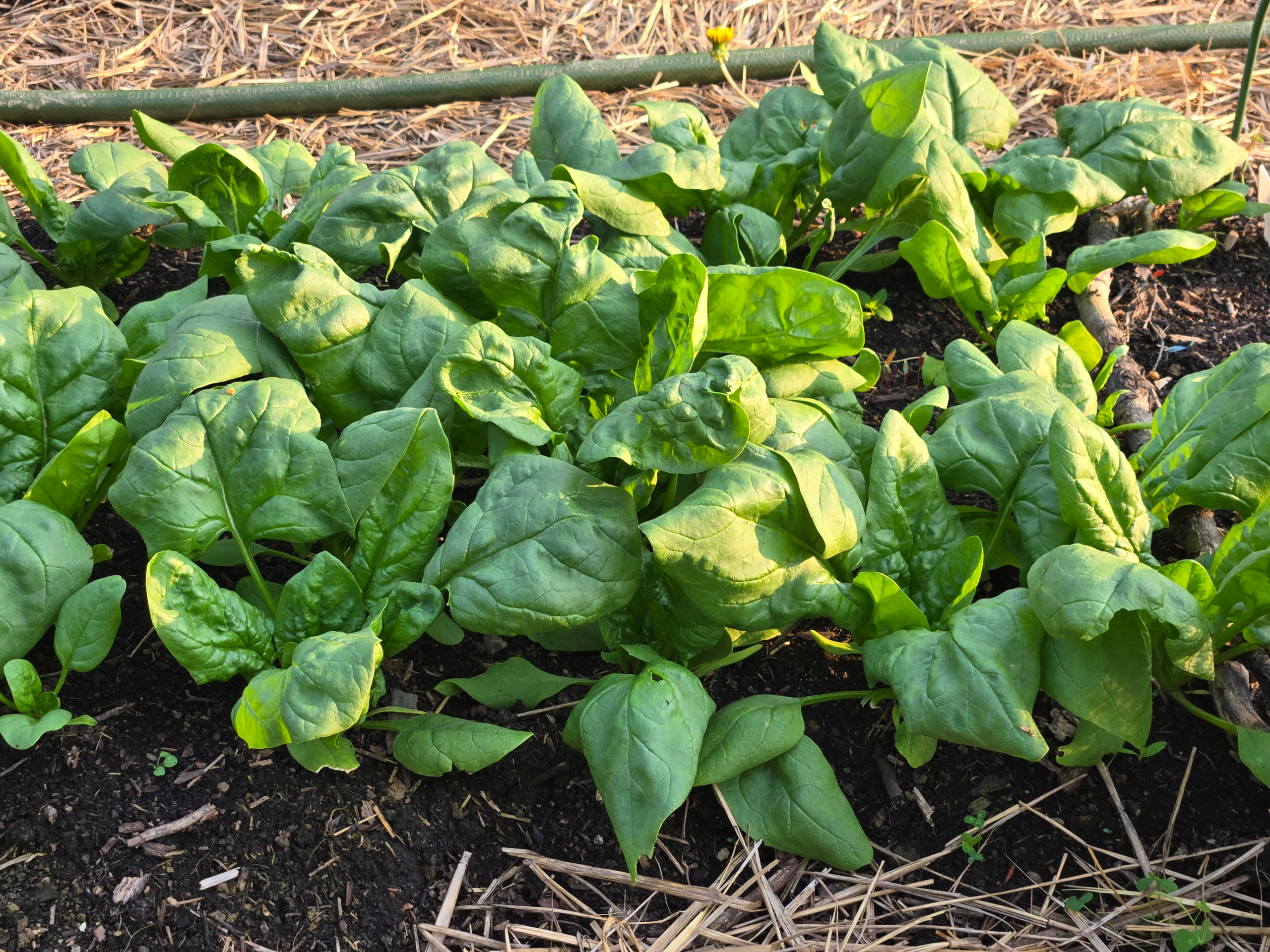 20250618_194823.webp Spinach