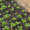 20250618_195349.webp Head Lettuce