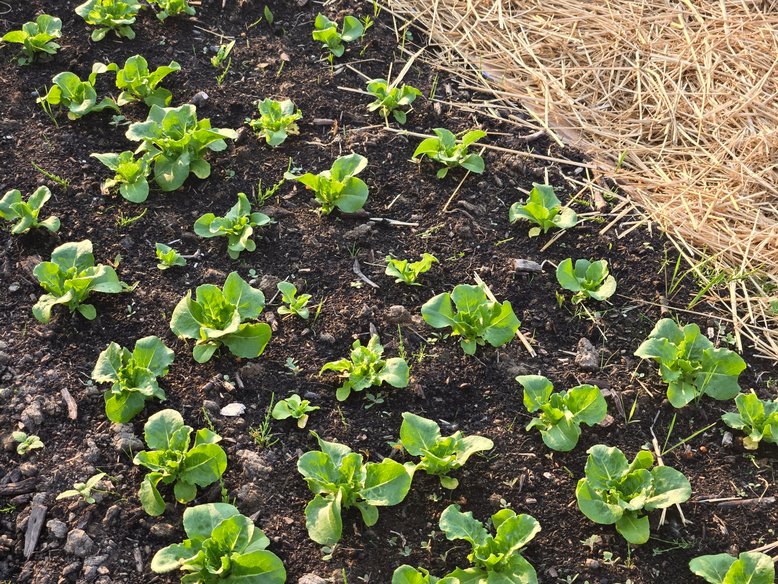 20250618_195349.webp Head Lettuce