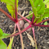 20250722_125035.webp Beetroot, mixed