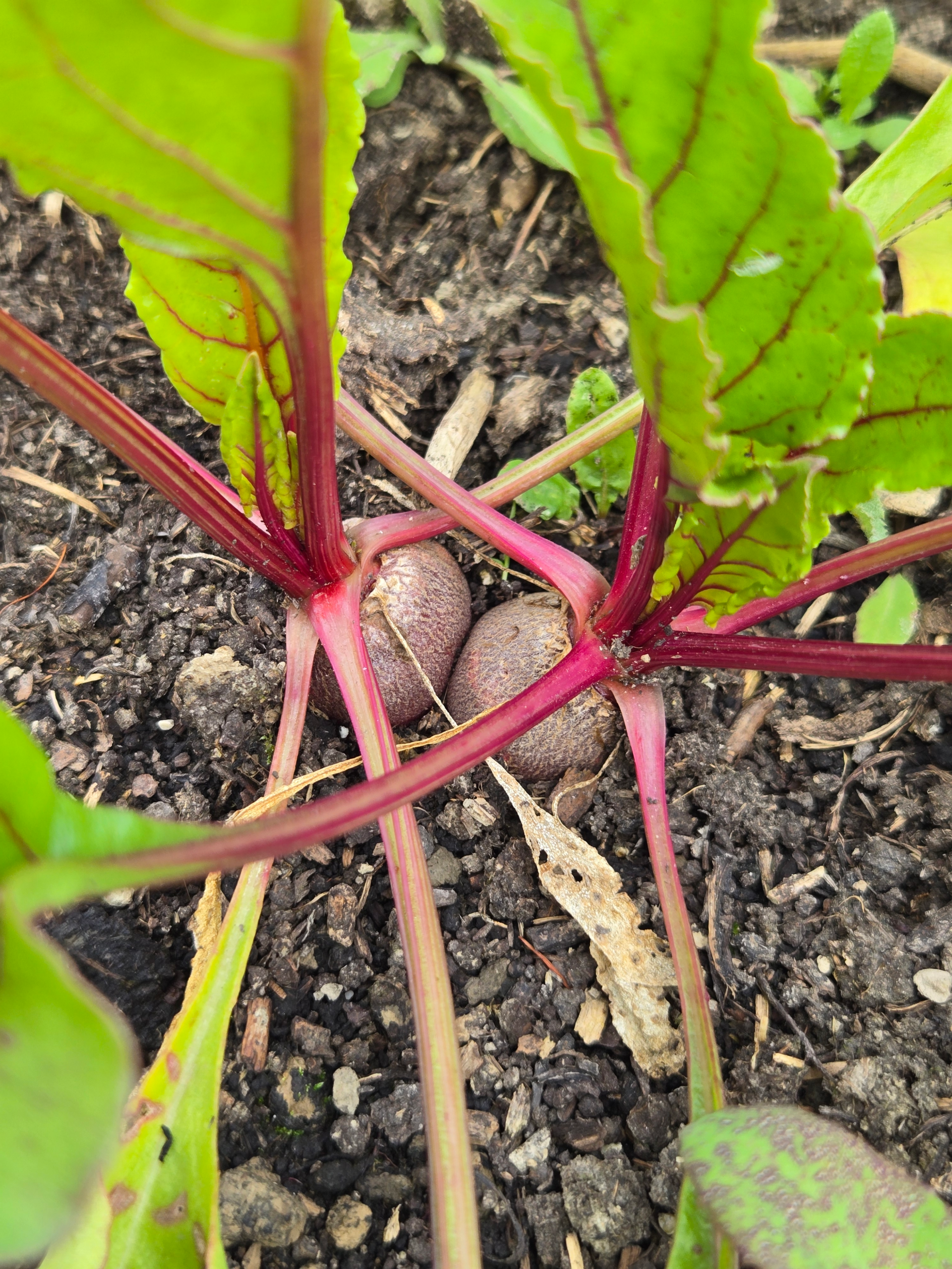 20250722_125035.webp Beetroot, mixed