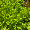 Head Lettuce (Green)