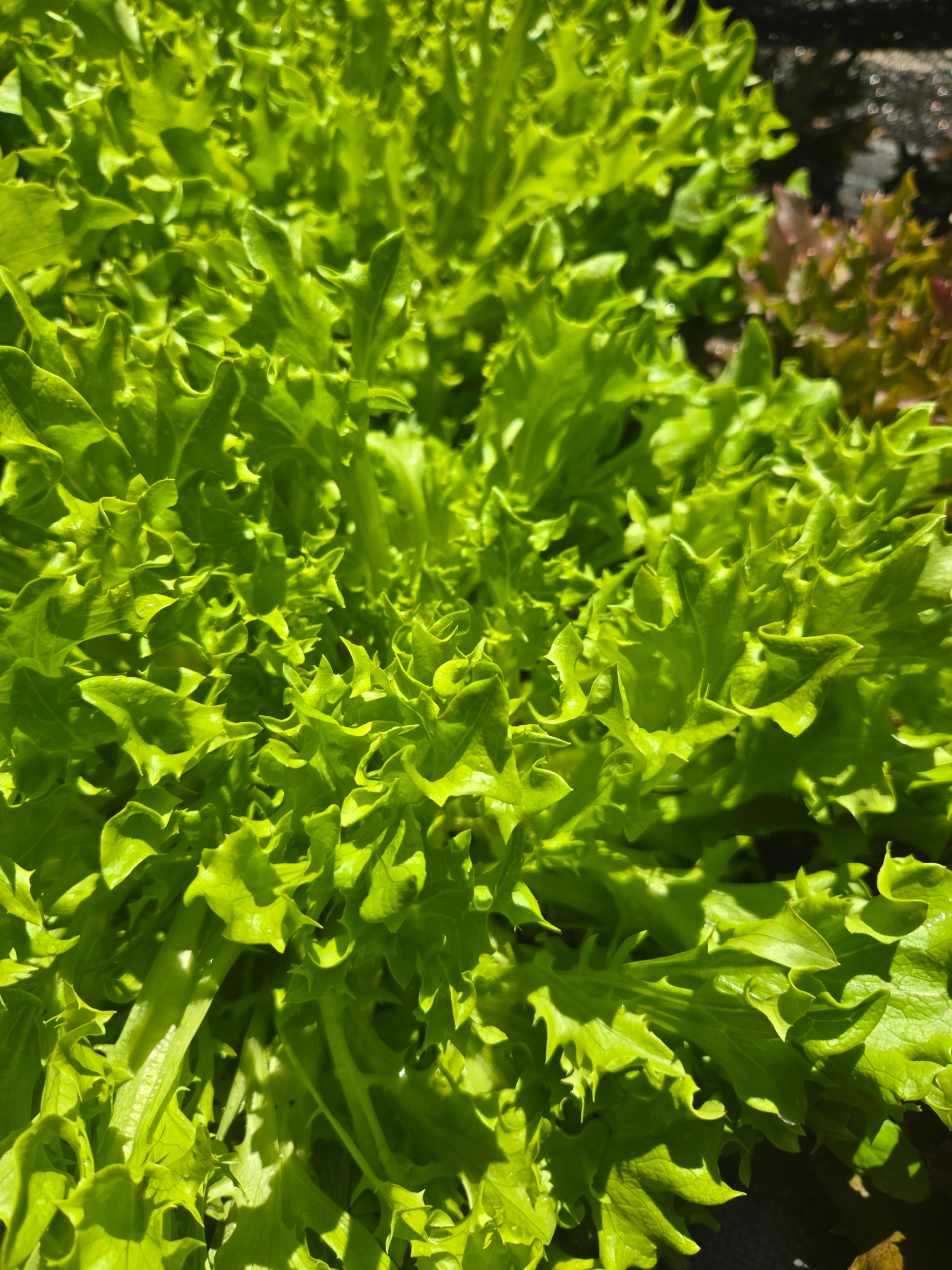 Head Lettuce (Green)