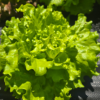 Head Lettuce (Green)