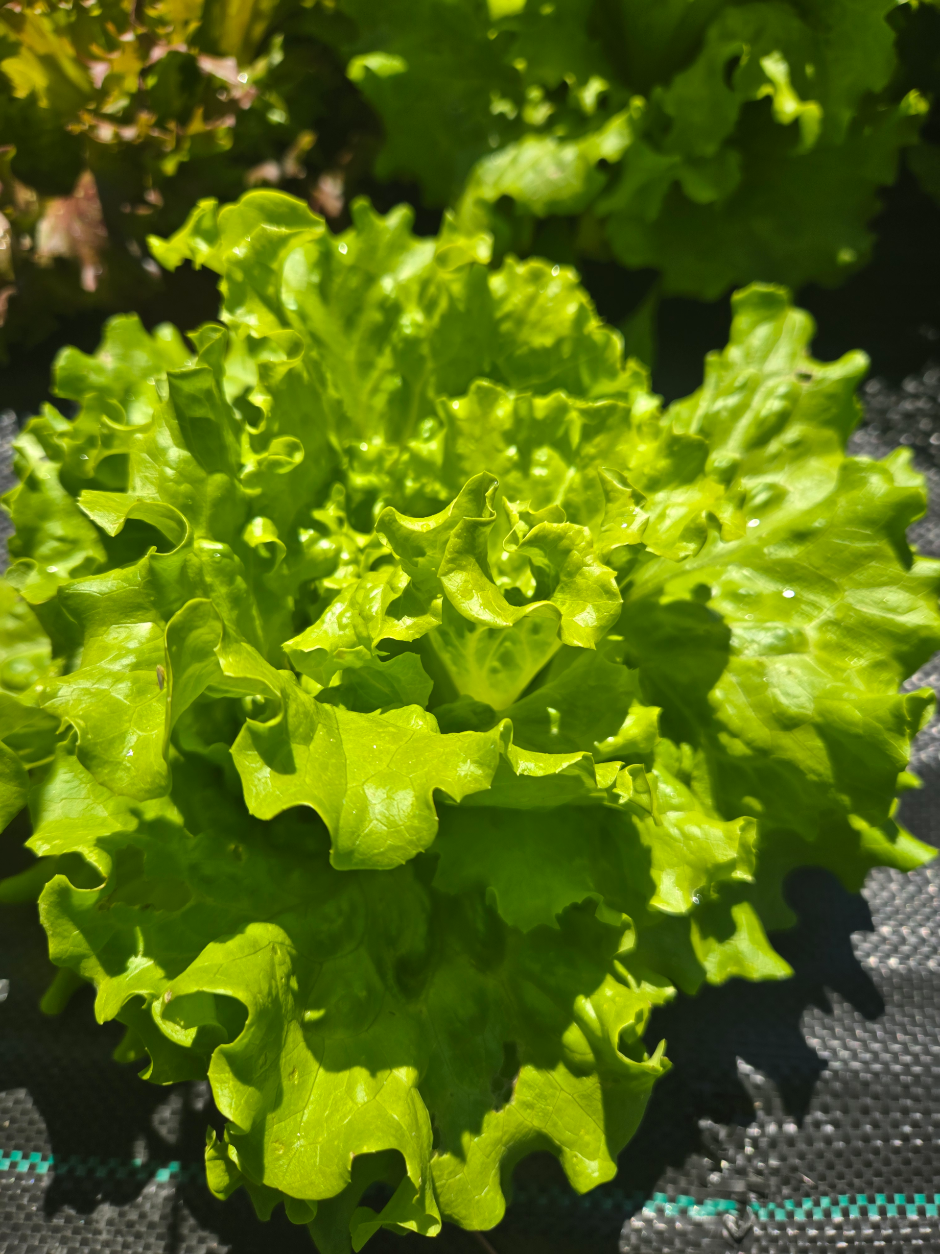 Head Lettuce (Green)