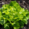 lettuce-5541474_1280.webp Head Lettuce