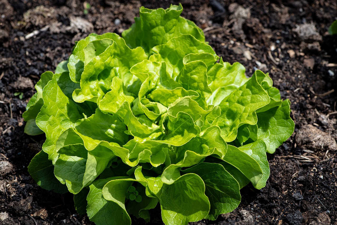 lettuce-5541474_1280.webp Head Lettuce
