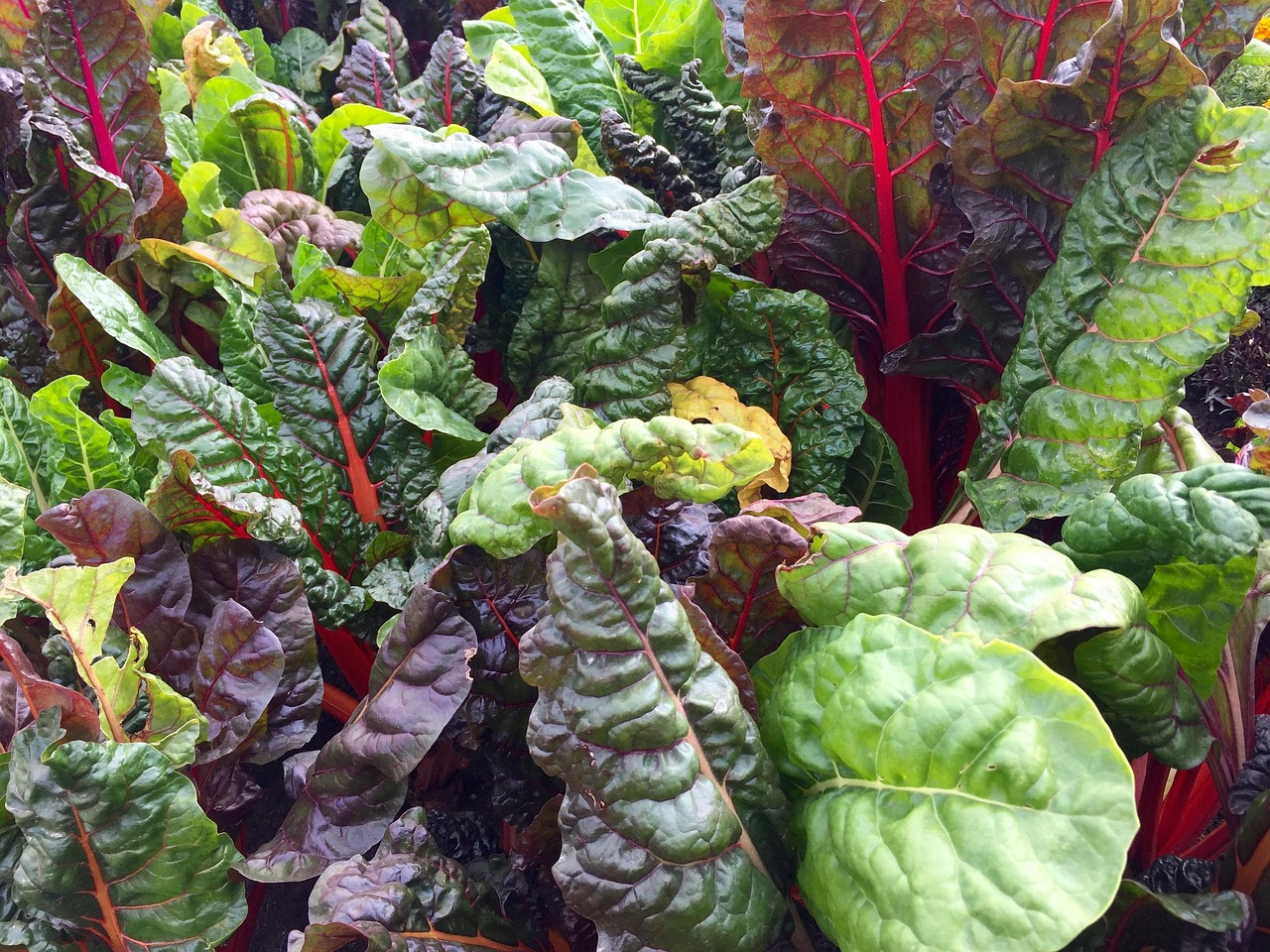 swiss-chard-2858689_1280.webp Swiss Chard