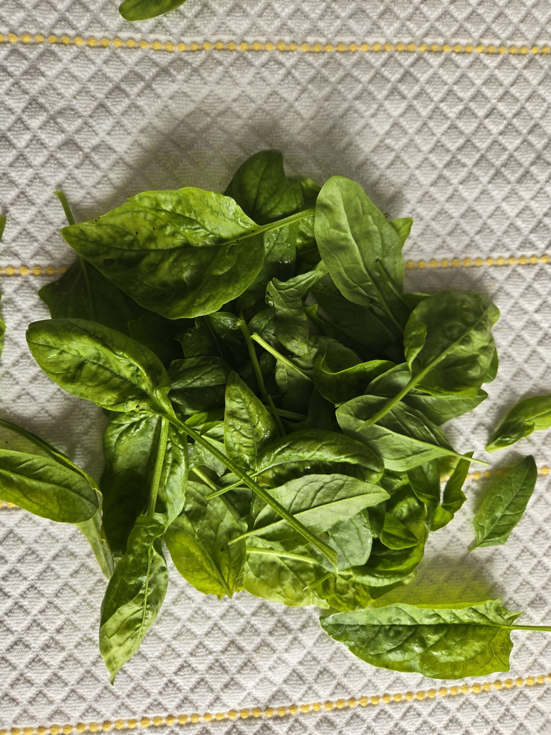 20250913_095819 Spinach