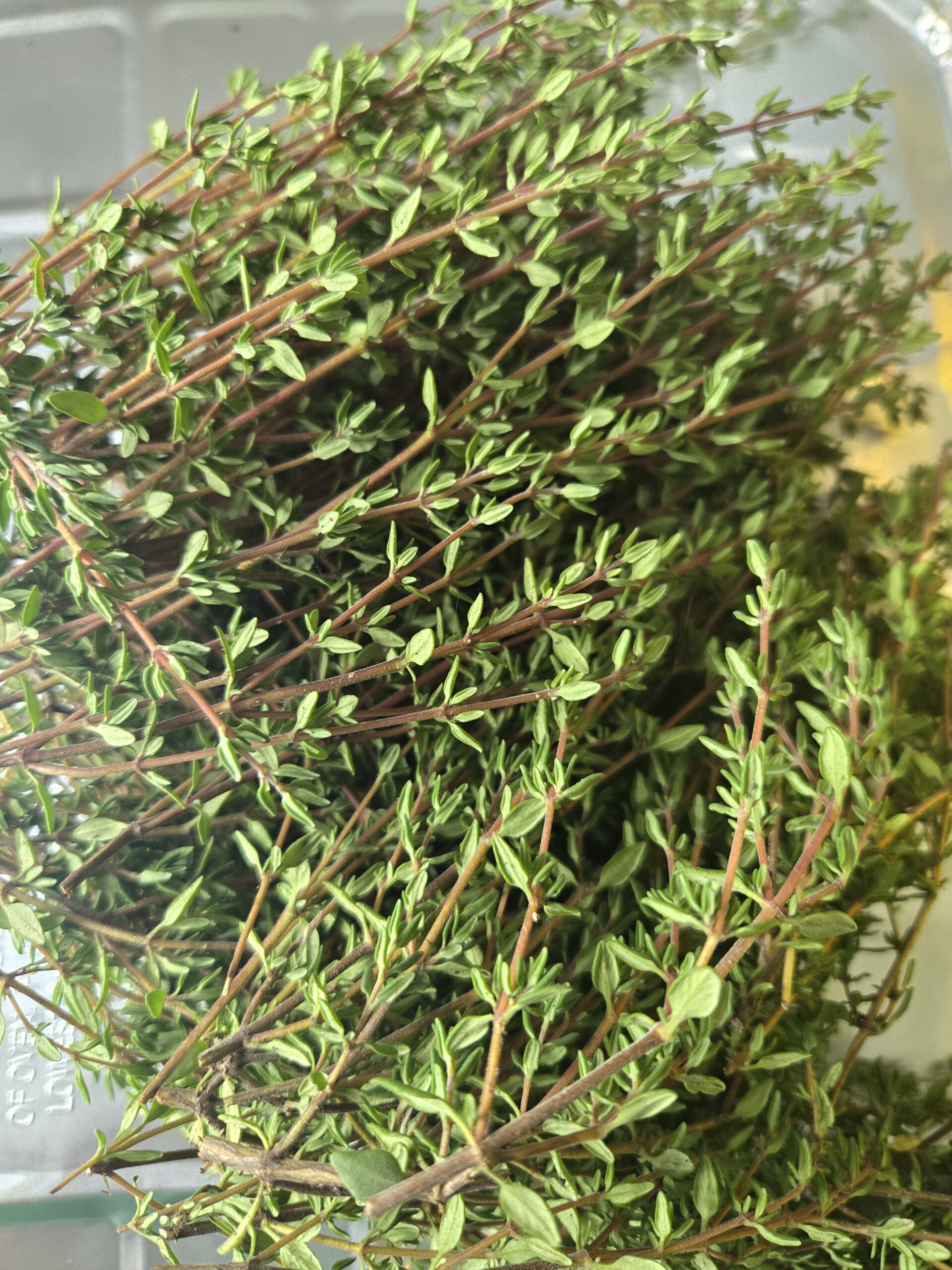 20250903_144001 Thyme