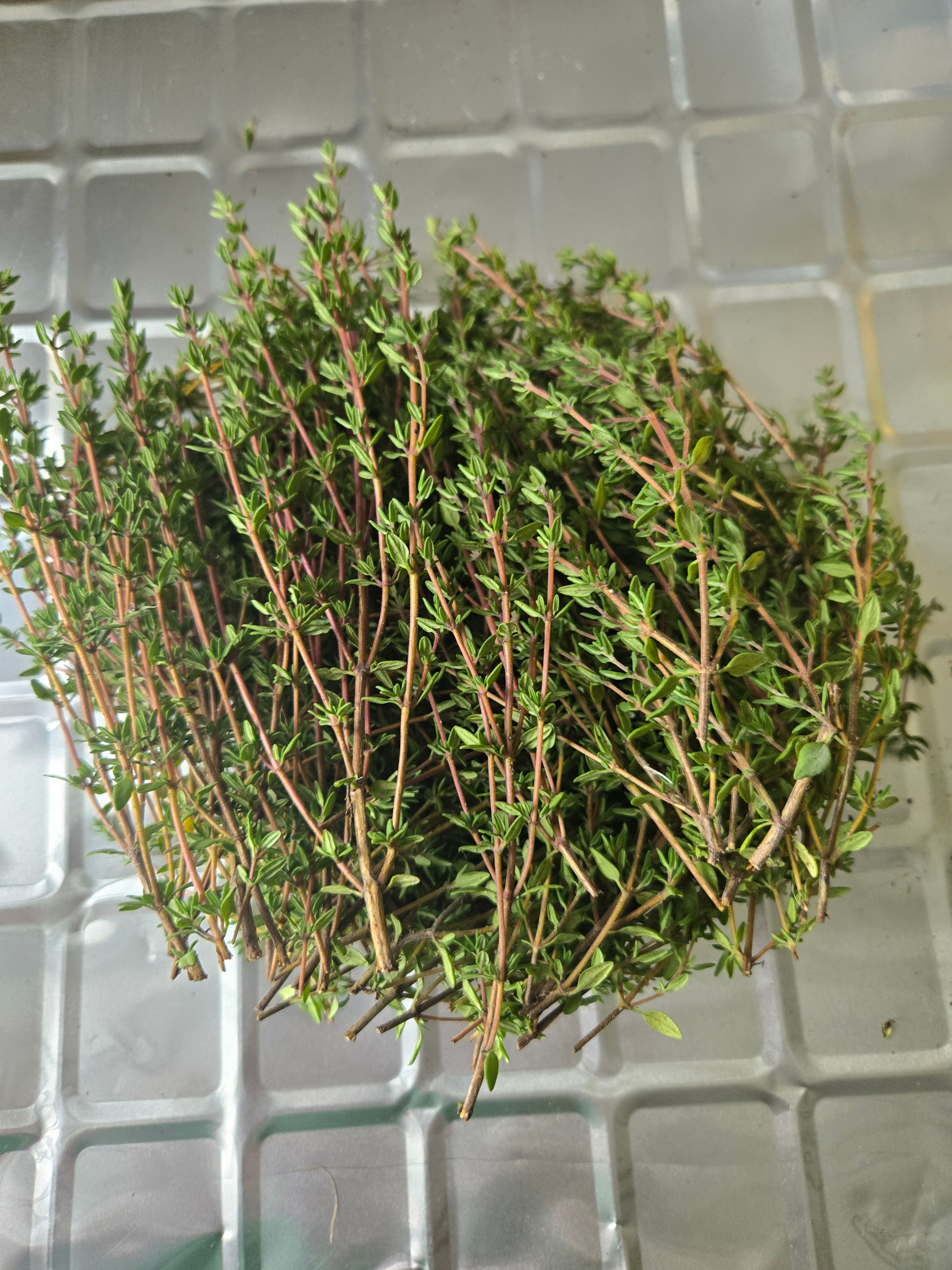20250903_152833.webp Thyme