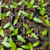 Seedlings: Bell Pepper