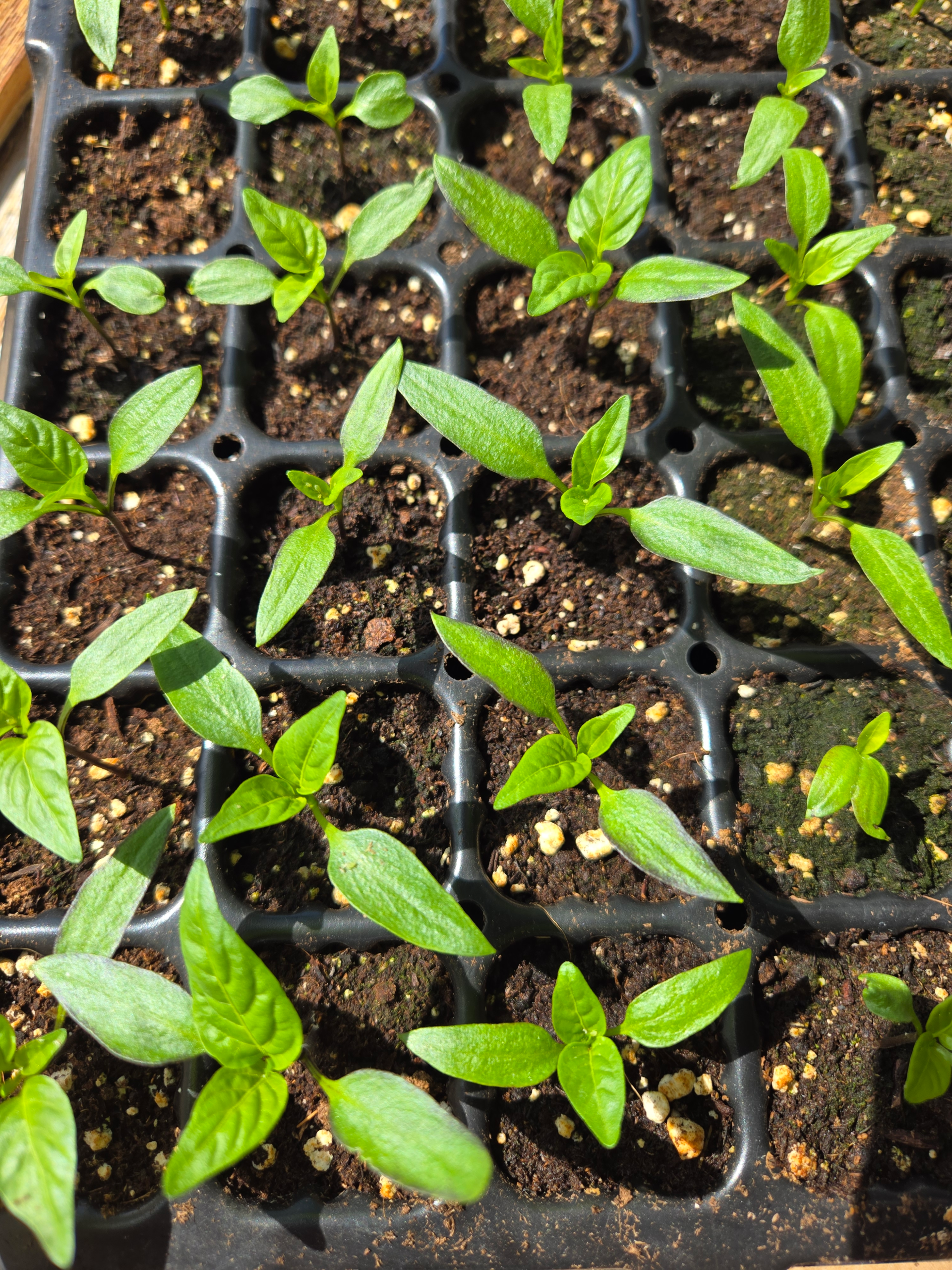 Seedlings: Bell Pepper
