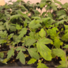 20260421_132144.webp Seedlings: Cherry Tomato