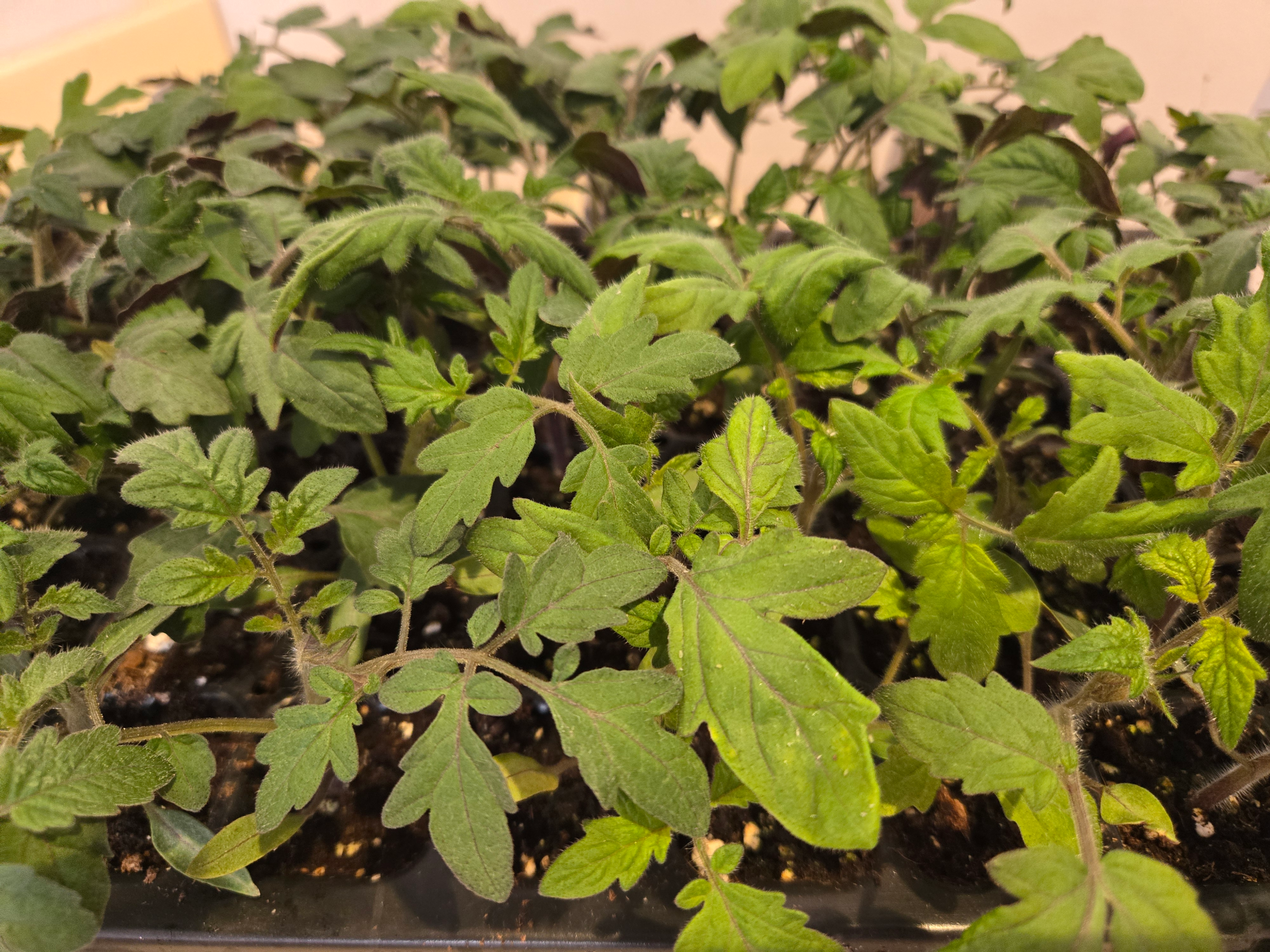 20260421_132144.webp Seedlings: Cherry Tomato