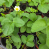 20260613_102315.webp Seedlings: Strawberry