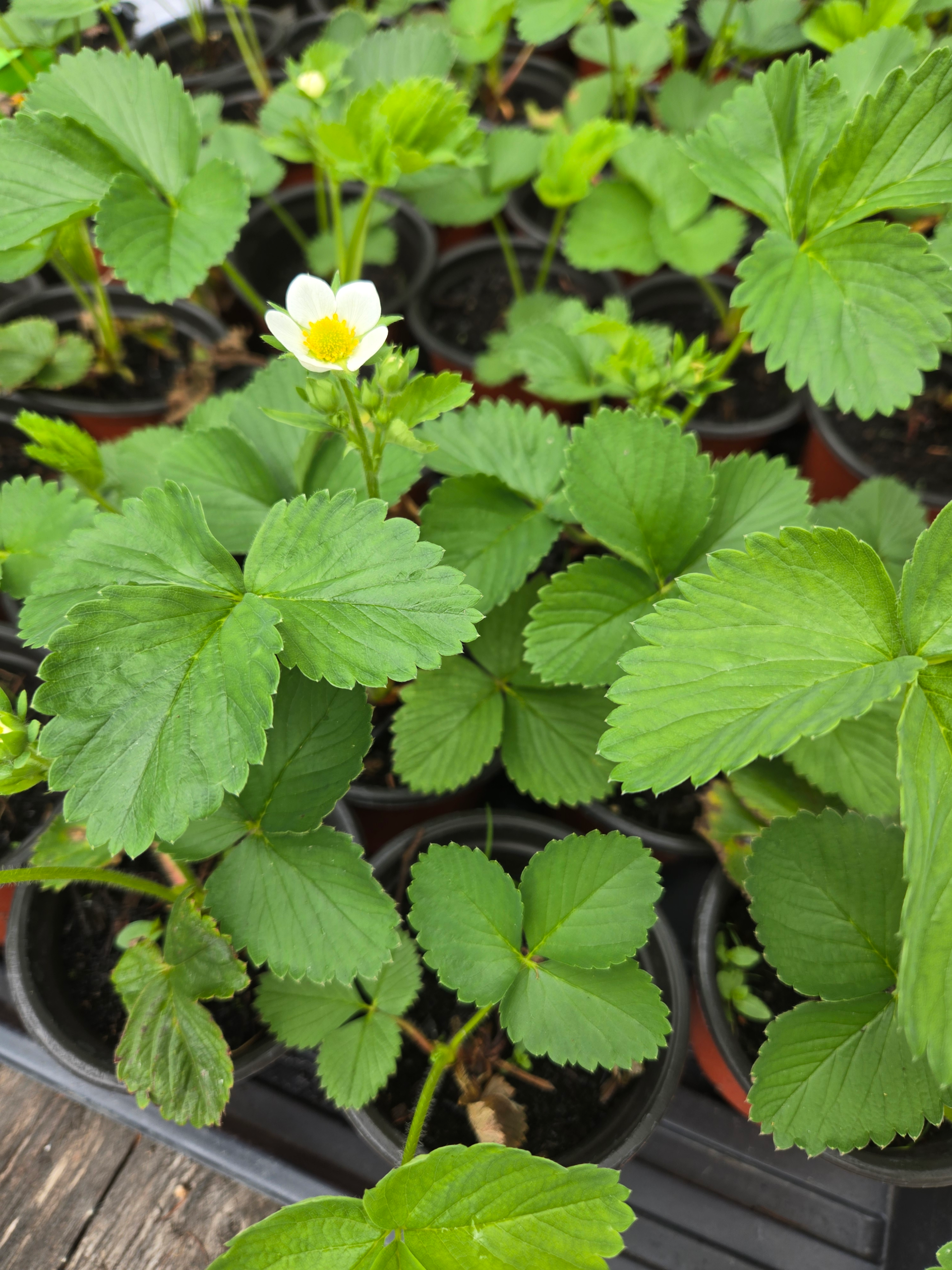 20260613_102315.webp Seedlings: Strawberry