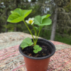 20260613_102451.webp Seedlings: Strawberry