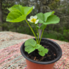 20260613_102458.webp Seedlings: Strawberry