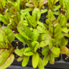 Seedlings: Swiss Chard