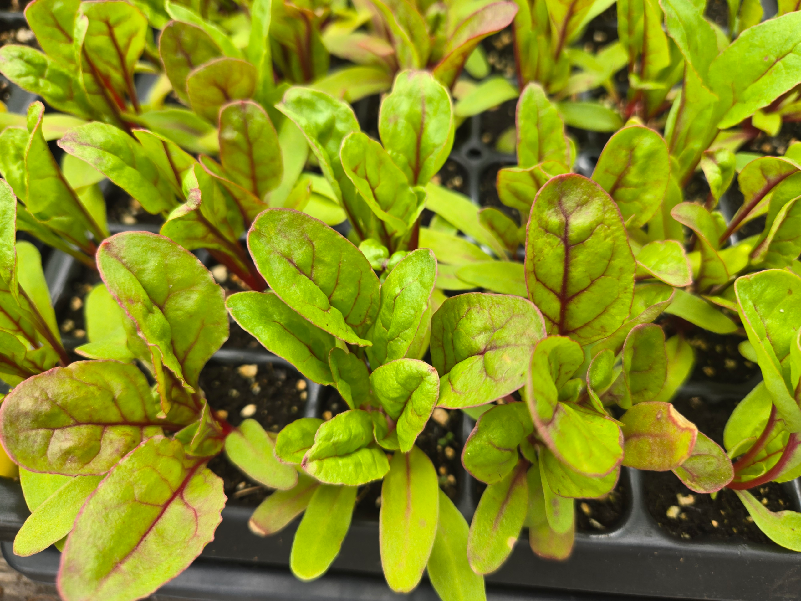 Seedlings: Swiss Chard