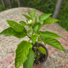 Seedlings: Bell Pepper
