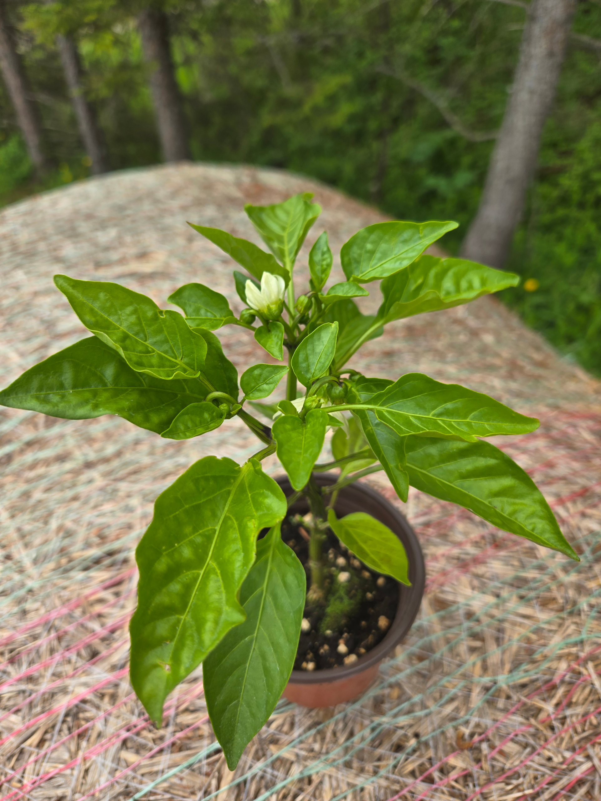 Seedlings: Bell Pepper