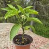 Seedlings: Bell Pepper