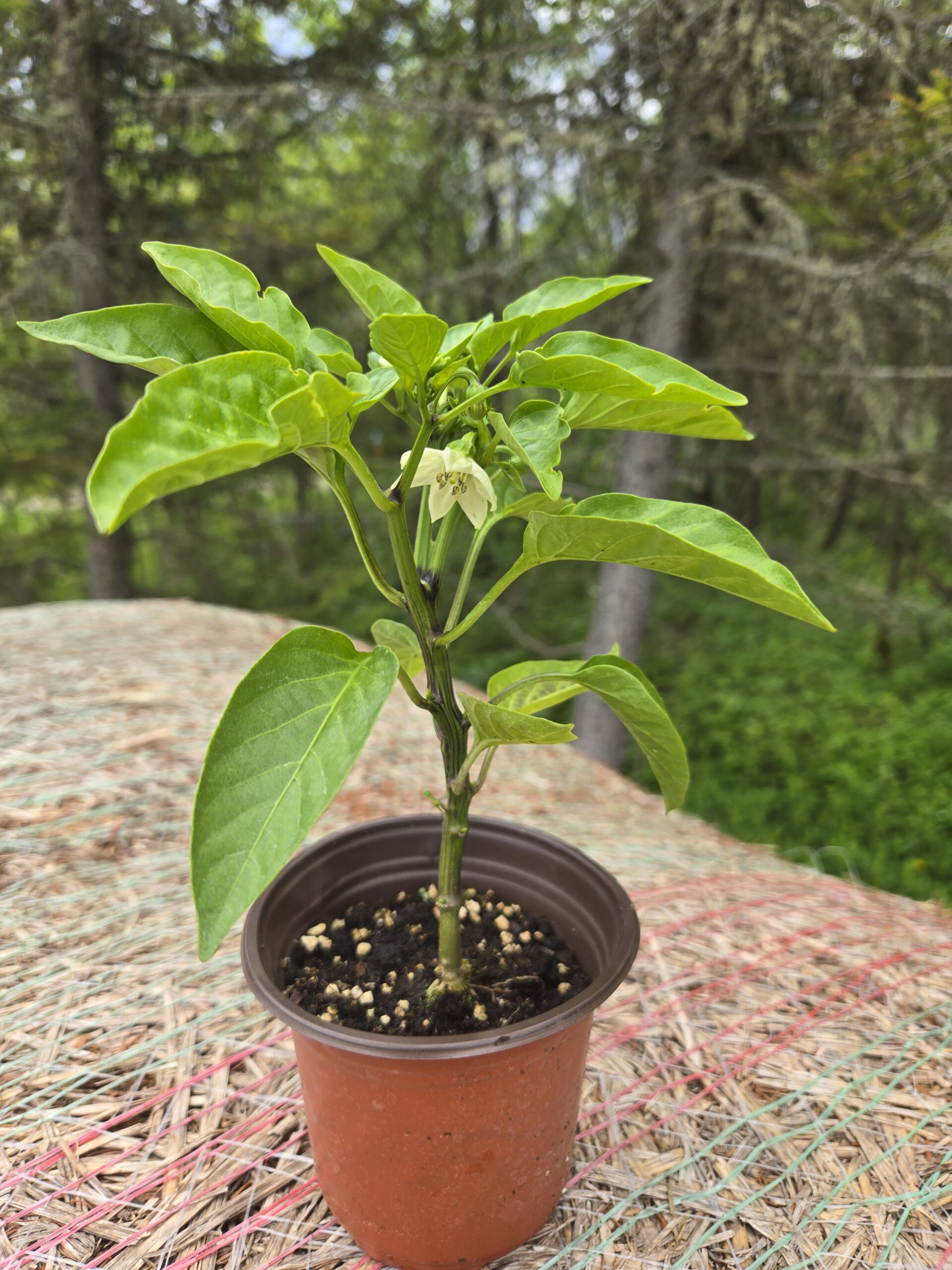 Seedlings: Bell Pepper