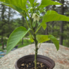 Seedlings: Bell Pepper