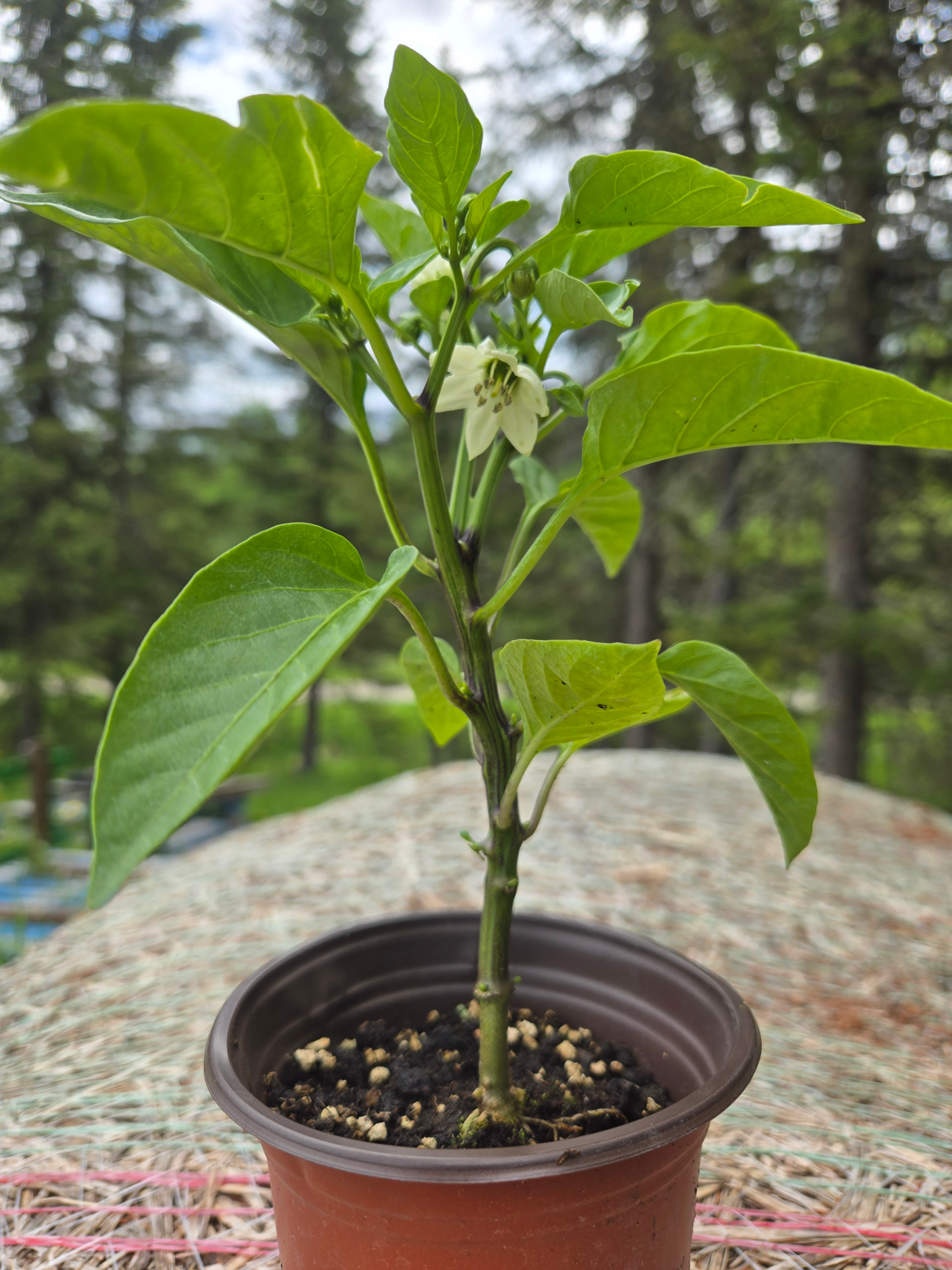 Seedlings: Bell Pepper