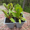 Seedlings: Swiss Chard