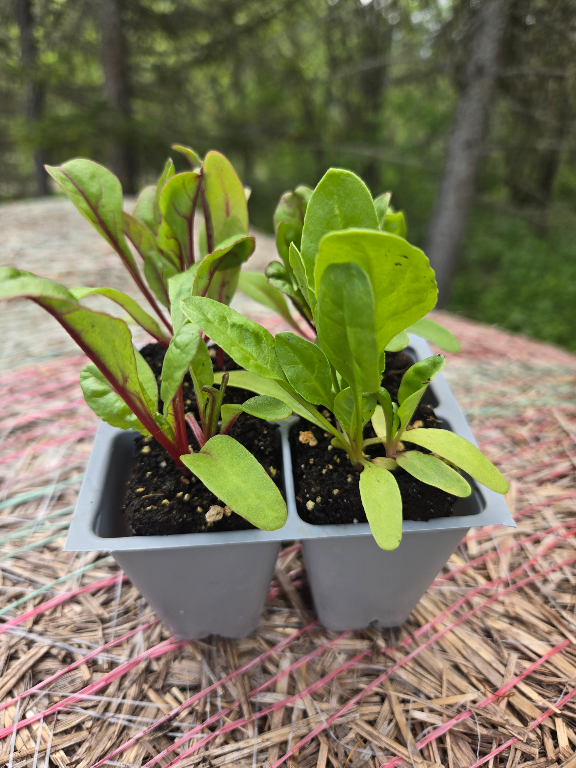 Seedlings: Swiss Chard