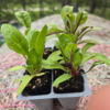 Seedlings: Swiss Chard