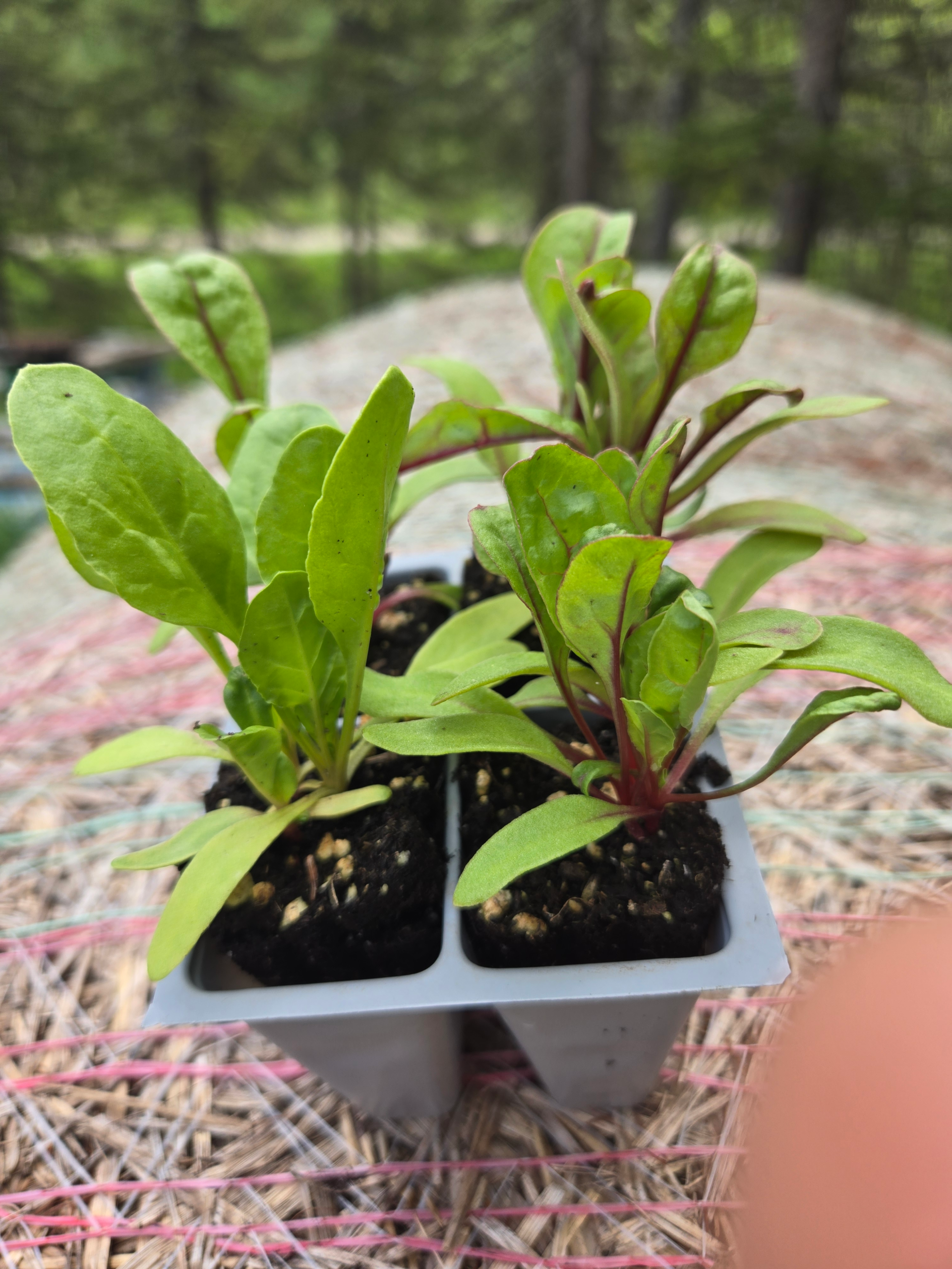 Seedlings: Swiss Chard