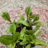 Seedlings: Swiss Chard