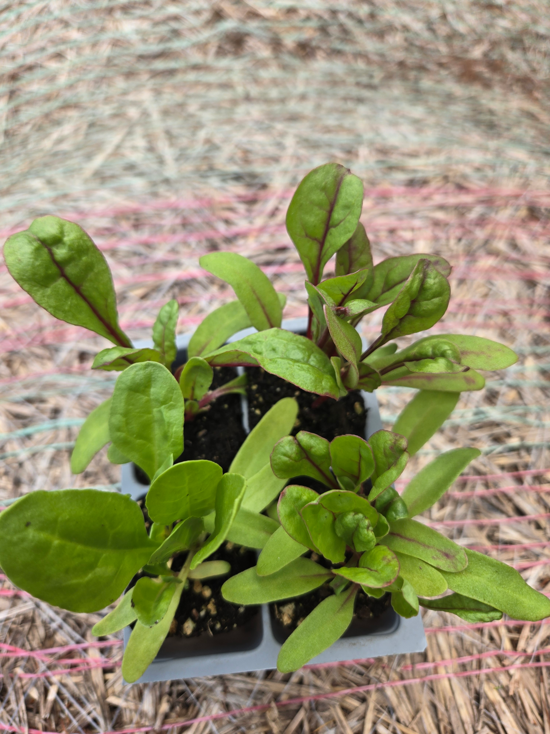 Seedlings: Swiss Chard