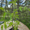 20260613_115321.webp Seedlings: Cherry Tomato