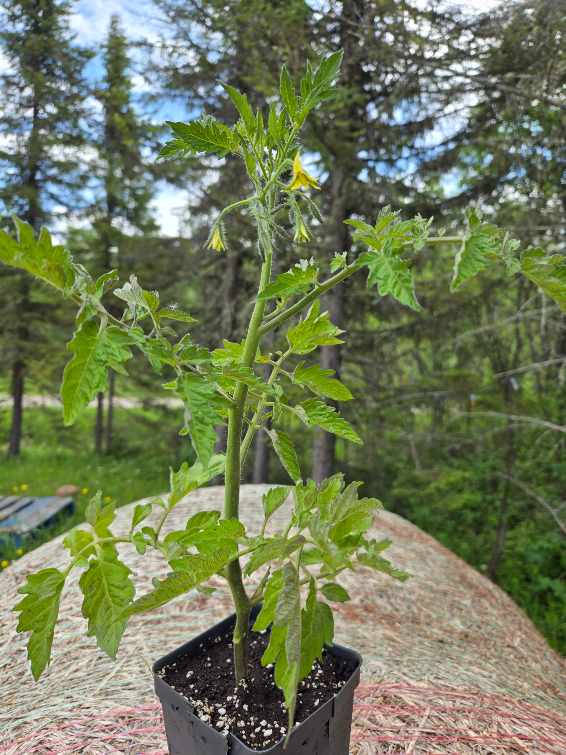 20260613_115321.webp Seedlings: Cherry Tomato