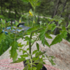 20260613_115325.webp Seedlings: Cherry Tomato