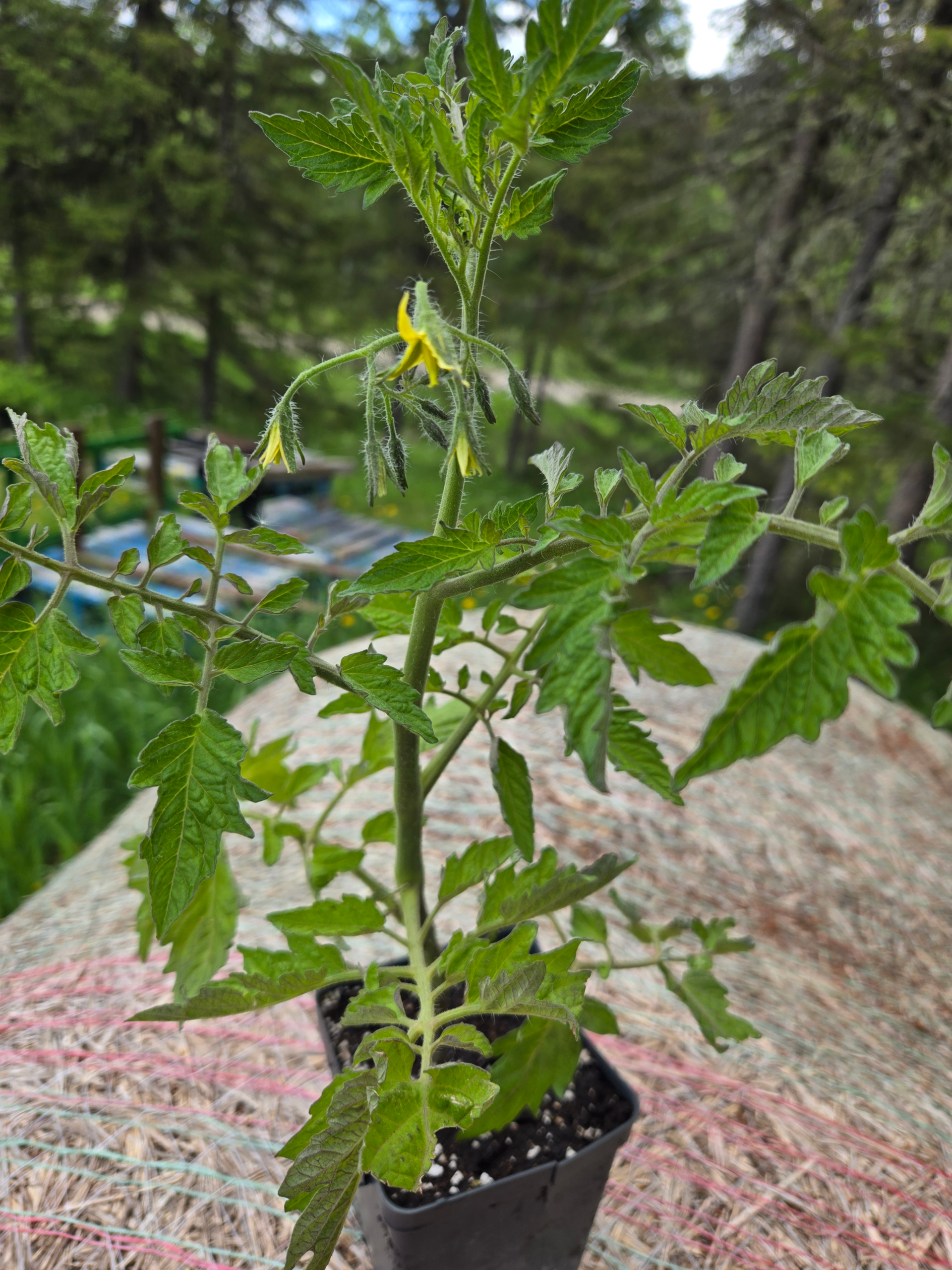 20260613_115325.webp Seedlings: Cherry Tomato