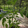 20260613_115450.webp Seedlings: Cherry Tomato