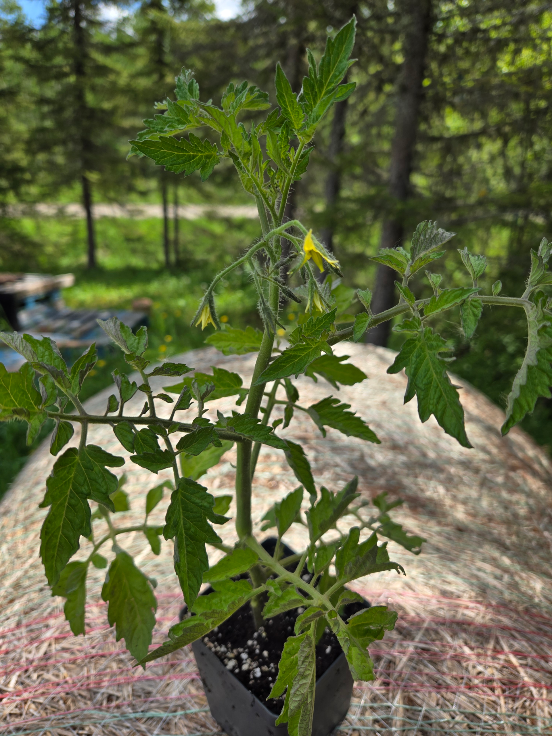 20260613_115450.webp Seedlings: Cherry Tomato
