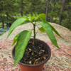 20260613_163334.webp Seedlings: Jalapeno Pepper