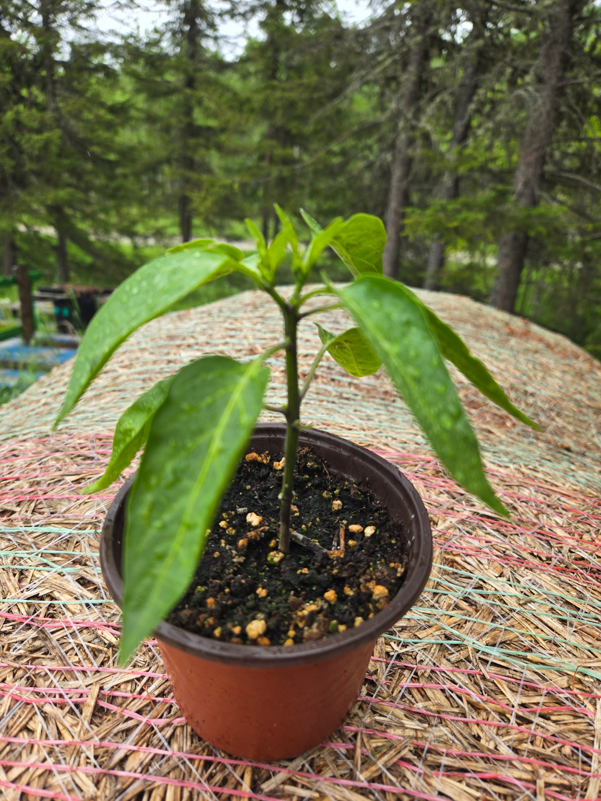 20260613_163334.webp Seedlings: Jalapeno Pepper