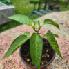 20260613_163344.webp Seedlings: Jalapeno Pepper