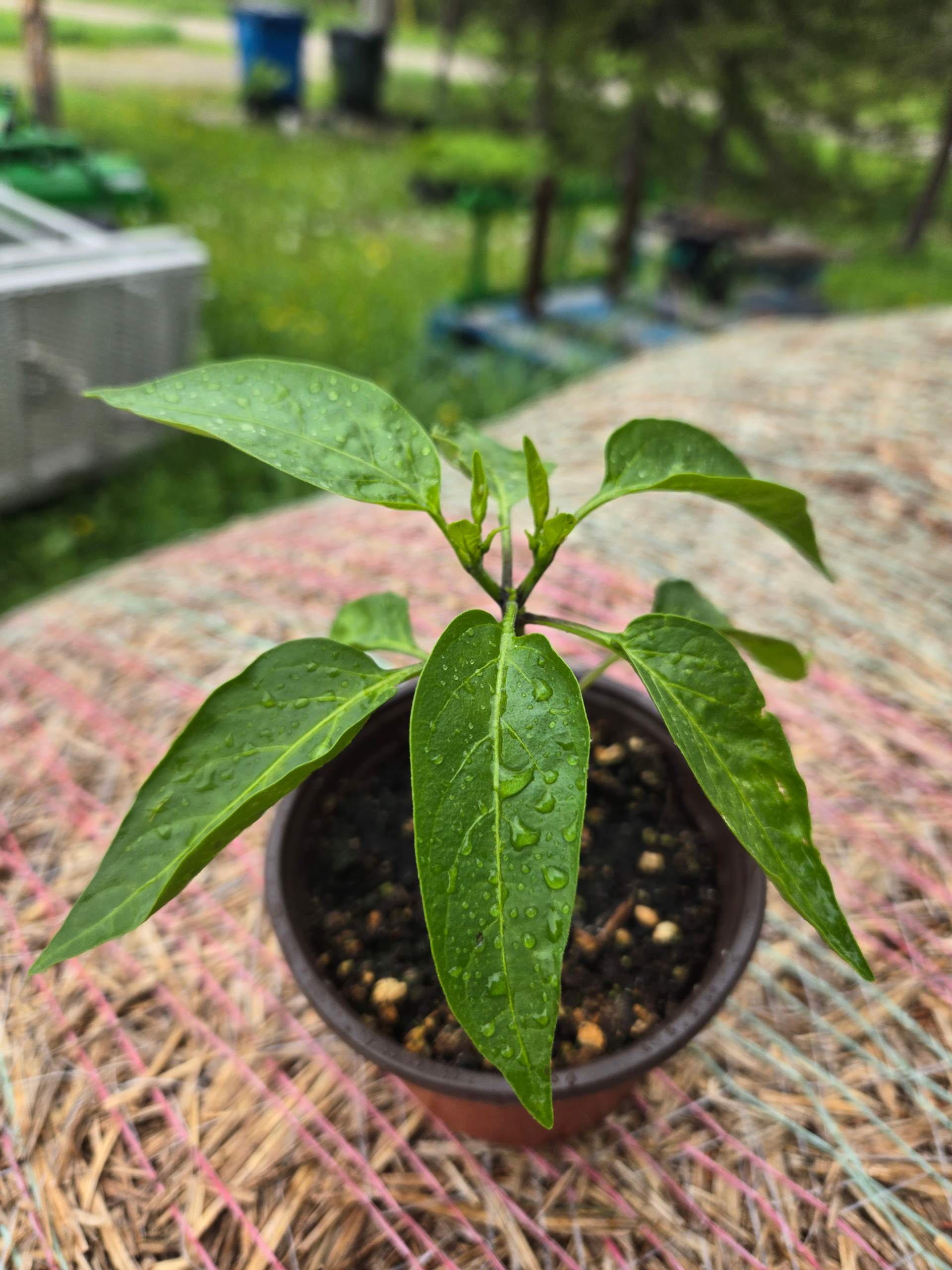 20260613_163344.webp Seedlings: Jalapeno Pepper